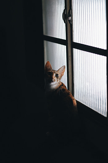 Animals, Dark, Cat, Pet, Sight, Opinion HD phone wallpaper