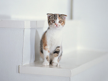 Animals, Sit, Kitty, Kitten, Spotted, Spotty, Kid, Tot HD wallpaper