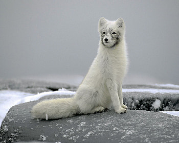 Masked Fox, white, snow, cute, camoflouge, fox, arctic fox HD wallpaper