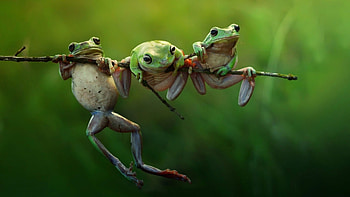 Selective focus, Green frog trio, Tree trunk habitat, Captivating graphy HD wallpaper