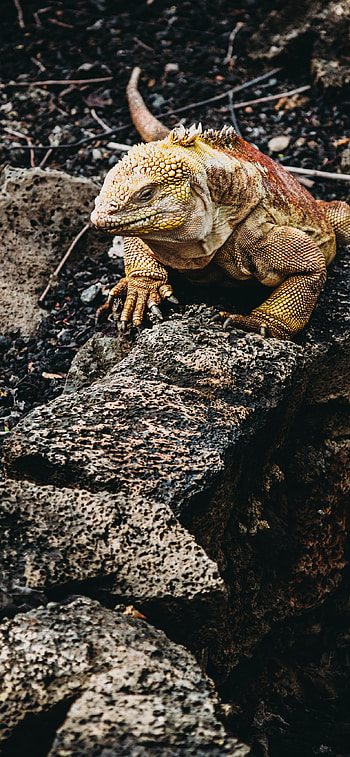 Marine iguana HD phone wallpaper