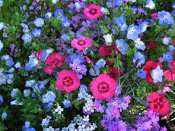 Beautiful Flowers, cool, beautiful, flowers HD wallpaper