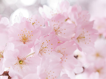 Plants, Flowers HD wallpaper