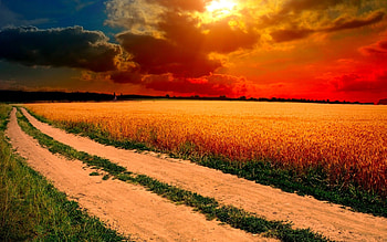 PATH WAY to COLORFUL HORIZON, horizon, field, path, colors, sunset HD wallpaper