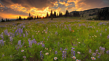 Flowers, Trees, Sky, Clouds, Camomile, Horizon, Greens, Polyana, Glade, Lupins HD wallpaper