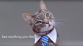 See anything you like?, pisica, animal, creative, fantasy, cat, funny, tie HD wallpaper