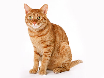 Animals, Cats HD wallpaper