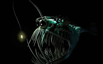 Anglerfish Fish Ocean Sea Underwater Dark Creepy Monster Fangs At Dark HD wallpaper