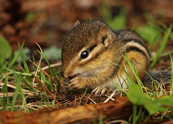 Animals, Food, Grass, Rodent, Chipmunk HD wallpaper
