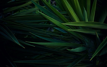 Plants, Grass HD wallpaper