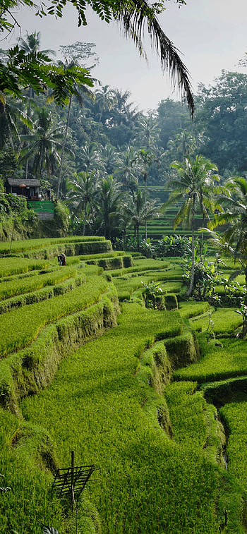 Bali's heart, Ubud charm, Artistic haven, Tropical tranquility HD phone wallpaper