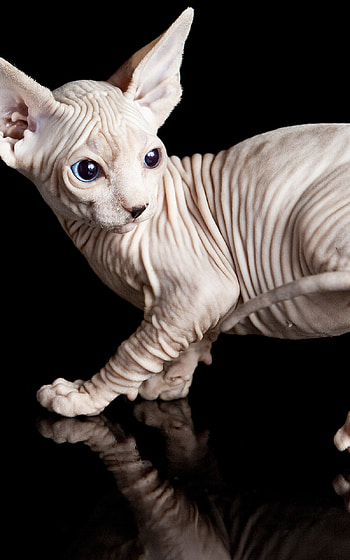 Sphynx Cat, Reflected , Black background, Striking contrast HD phone wallpaper