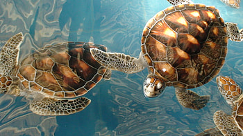 Animals, Turtles, Sea, Underwater World, Lot HD wallpaper