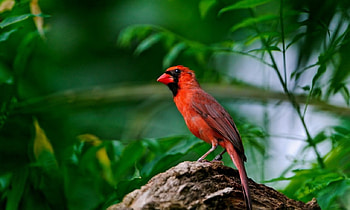 red bird, animal, cute, bird, red HD wallpaper