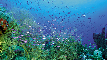 Coral reef and tropical fishes , Underwater paradise, Vibrant marine life, Ultra HD wallpaper