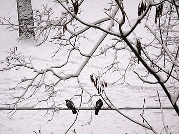 the winter birds, winter, beatiful, black and white old, birds HD wallpaper