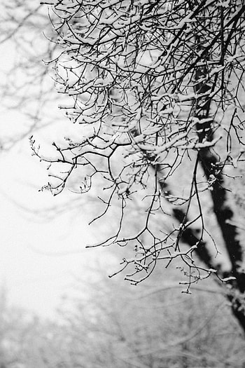 Nature, Snow, Wood, Tree, Branch, Bw, Chb HD phone wallpaper