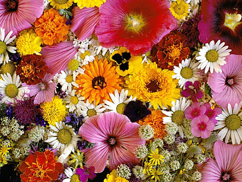 Flowers, Camomile, Chrysanthemum, Close-Up, Composition, Velvet, Barhotki, Mallow HD wallpaper