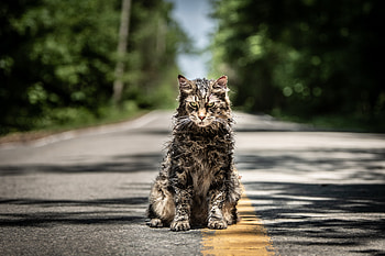 Pet Sematary Movie 2019, pet-sematary, 2019-movies, movies HD wallpaper