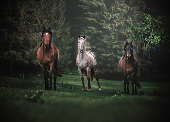 Horses, animals, herd, run, portrait HD wallpaper