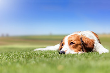 Dog, sweet, animal, dogs, cute, beautiful, puppys, puppy, pretty, animals, lovely HD wallpaper