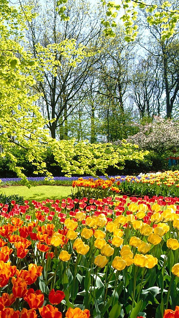 Flowers , Nature Background HD phone wallpaper