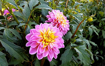 Dahlias, nature, flowers, latvia HD wallpaper