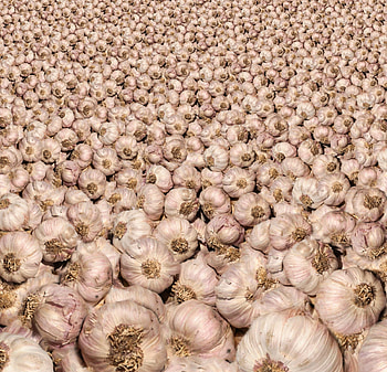 Bulbs, Garlic HD wallpaper