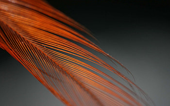 Feather, Macro, Form, Color, Pen, Fluff, Fuzz, Feathered HD wallpaper