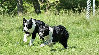 Running Collies, running animals, pets, collie, dogs, puppies, nature, black and white dogs HD wallpaper