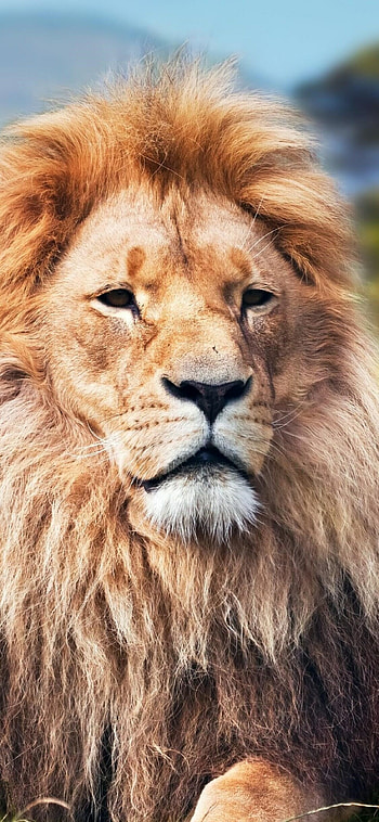 Lion on , High-resolution display, Stunning visuals, Mobile HD phone wallpaper