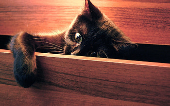 Animals, Cat, Playful, Peek Out, Look Out, Paw HD wallpaper
