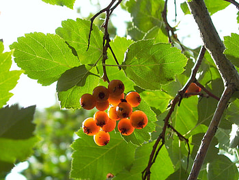 Hawthorn Berry Nature, Panasonic Lumix Dmc, Lc5 Review, Reader Radozhiva HD wallpaper