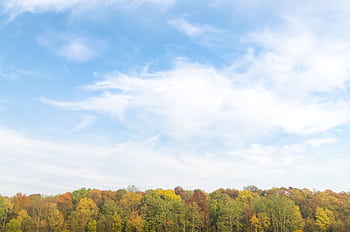 Vibrant autumn forest landscape with a clear blue sky and fluffy clouds. HD wallpaper