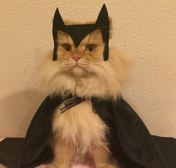 Fear Me.....Human, Halloween, cat, funny, animals HD wallpaper