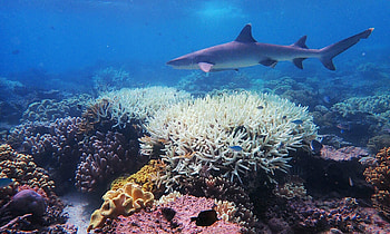 Shark, Great Barrier Reef HD wallpaper