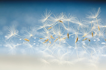 Dandelions, blue, summer, white, dandelion HD wallpaper
