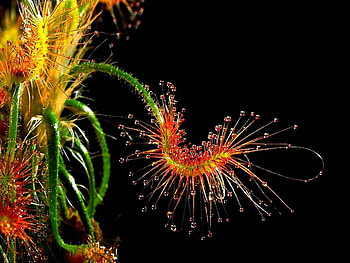 egzotic, macro, red, yellow, flower HD wallpaper