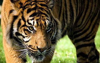 Animals, Aggression, Muzzle, Predator, Sight, Opinion, Tiger HD wallpaper