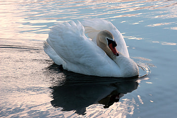 Animals, Water, Bird, To Swim, Swim, Swan HD wallpaper