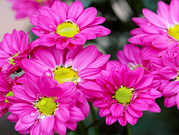 Chrysanthemum flower, Dark pink petals, Yellow coins, Nature HD wallpaper
