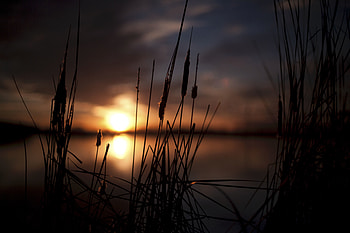 Sunset, Swamp, Dark, Reeds HD wallpaper
