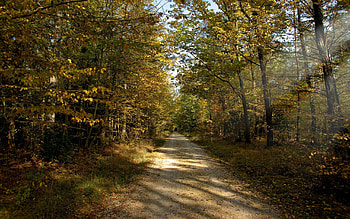 Nature, Trees, Summer, Path HD wallpaper