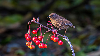 Sparrow Bird Is Standing On Red Berries Tree Branch In Blur Background Birds HD wallpaper