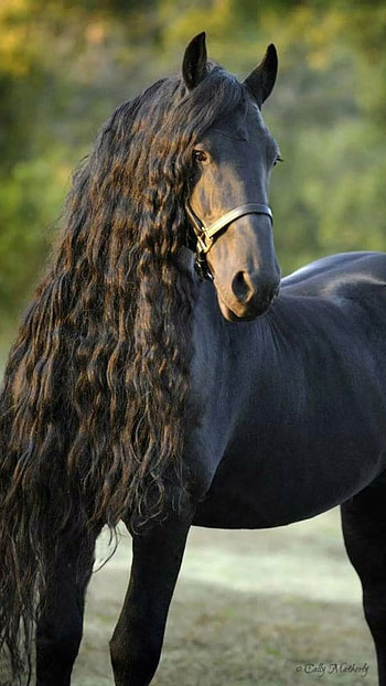 Black Long Hair, Horse, black, long hair HD phone wallpaper