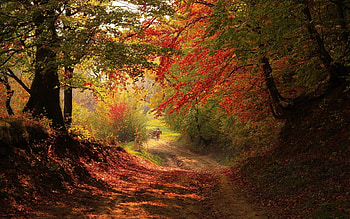 Forest Road in Autumn, trees, autumn, road, nature, forest HD wallpaper