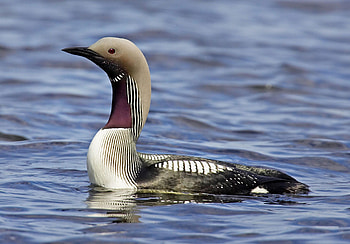 Arctic loon, Pet birds, Beautiful birds HD wallpaper