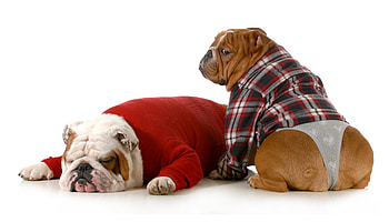 Dogs, animal, dog, dressed, funny HD wallpaper
