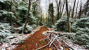 Snowy Appalachian Trail, Pennsylvania, trees, forest, snow, usa HD wallpaper