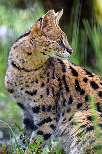 Animals, Grass, Cat, Predator, Stains, Spots, Wild Cat, Wildcat, Serval HD phone wallpaper